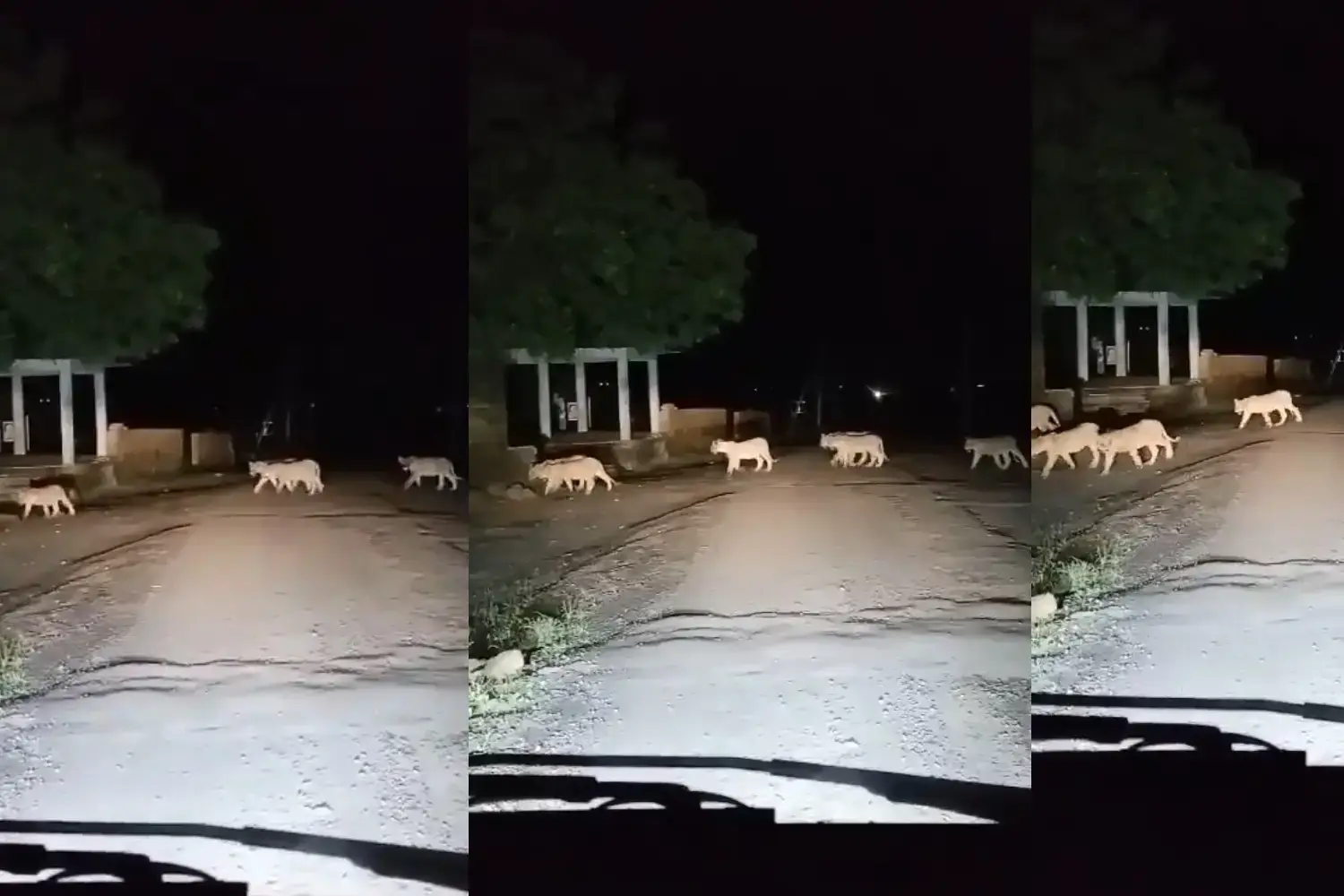 Rare Sighting: 13 Lions Cross Road Near Gir National Park