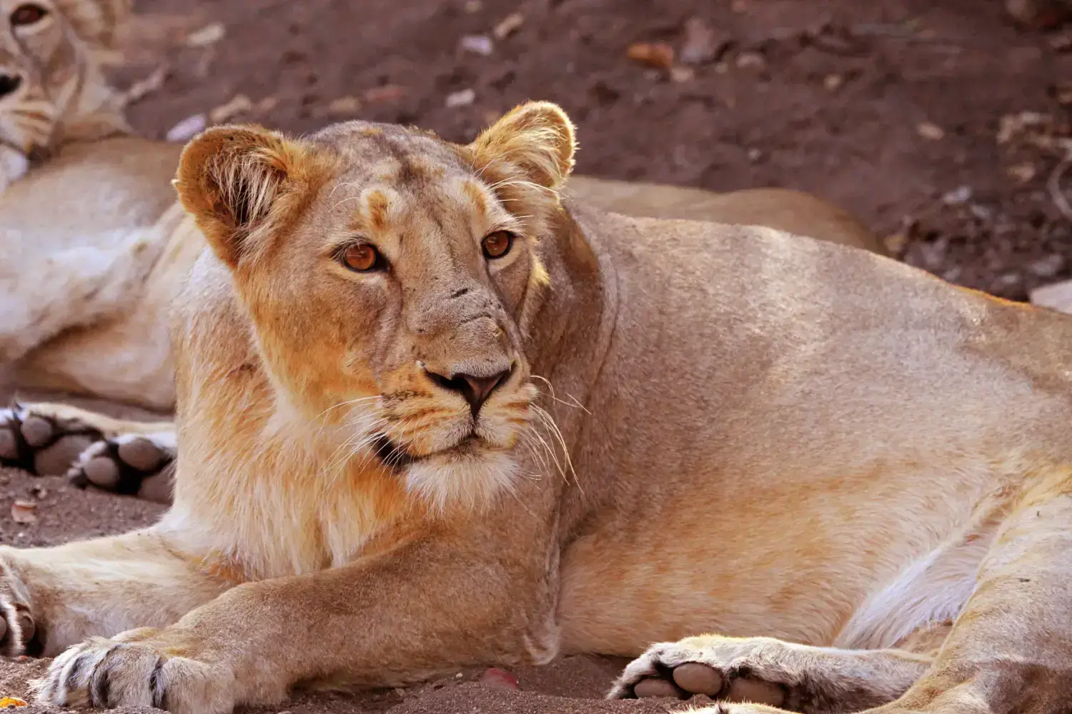 Best Places Visit Gir