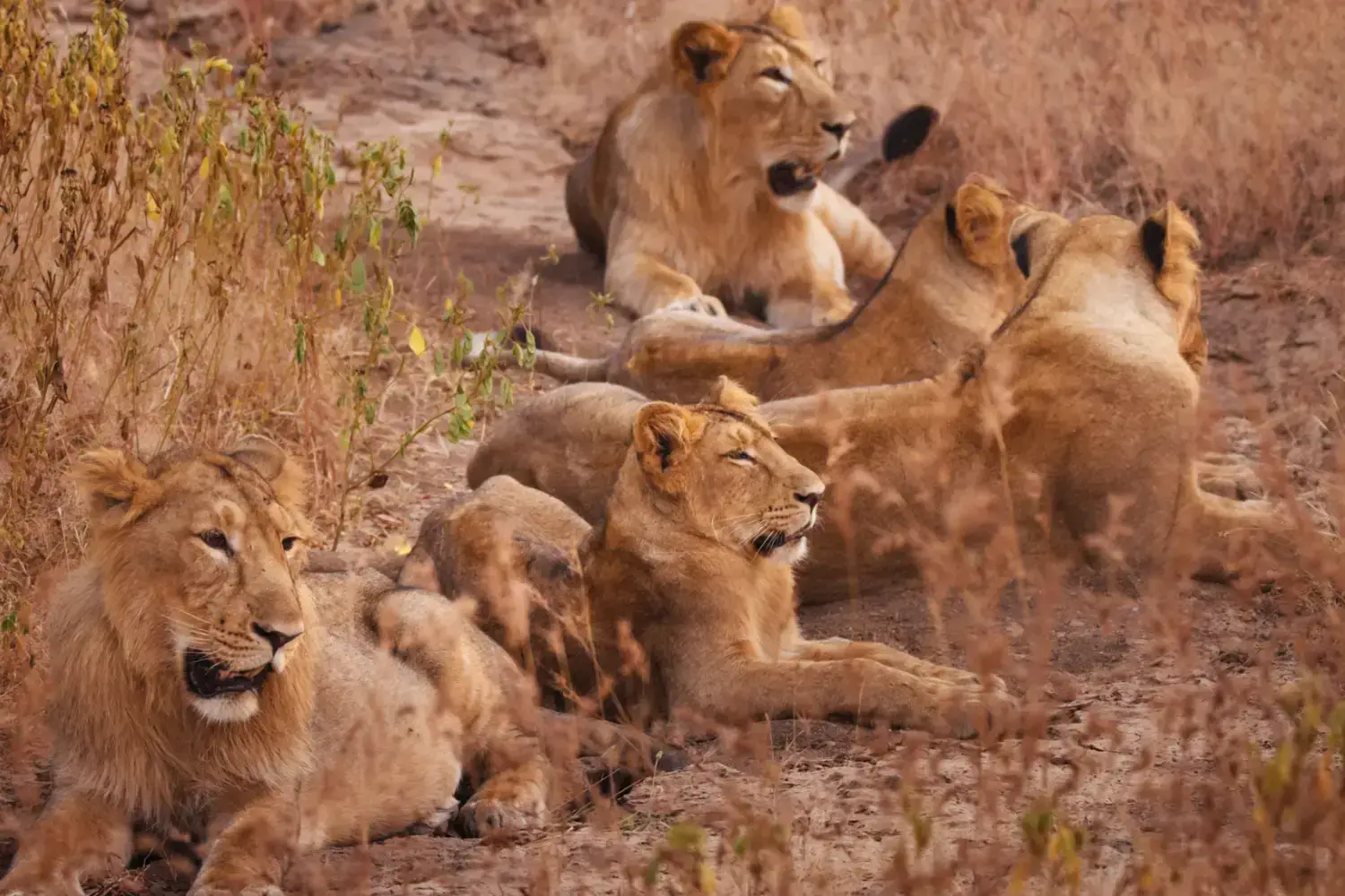 PM Modi Appreciates Lion Conservation Efforts at Gir National Park