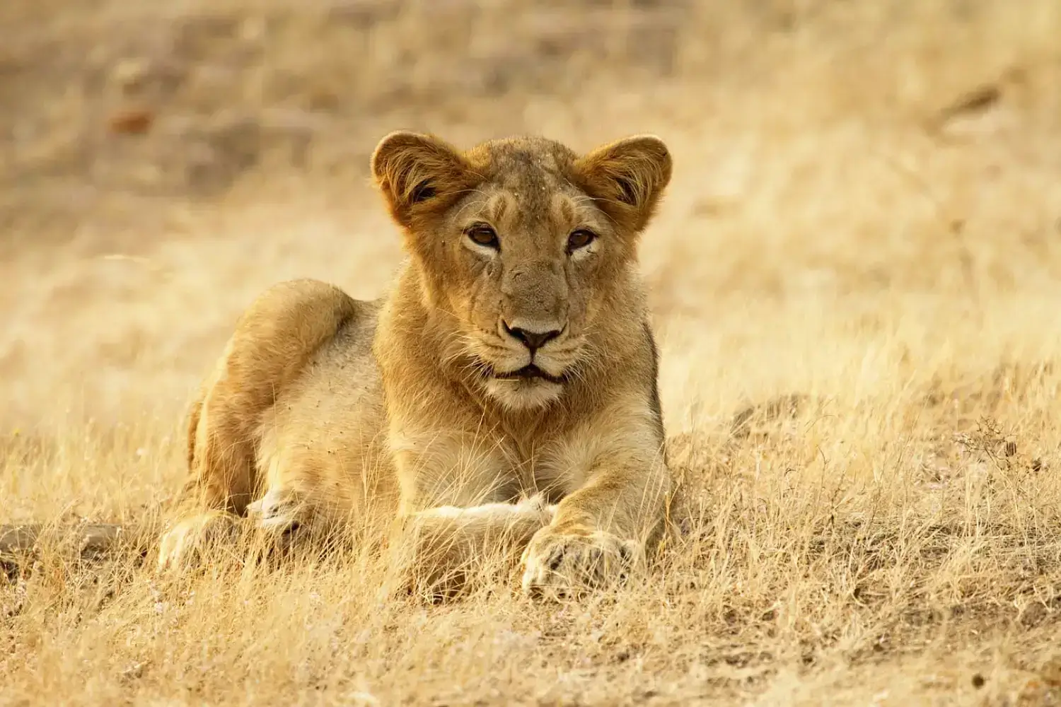 Gir Lion Gujarat