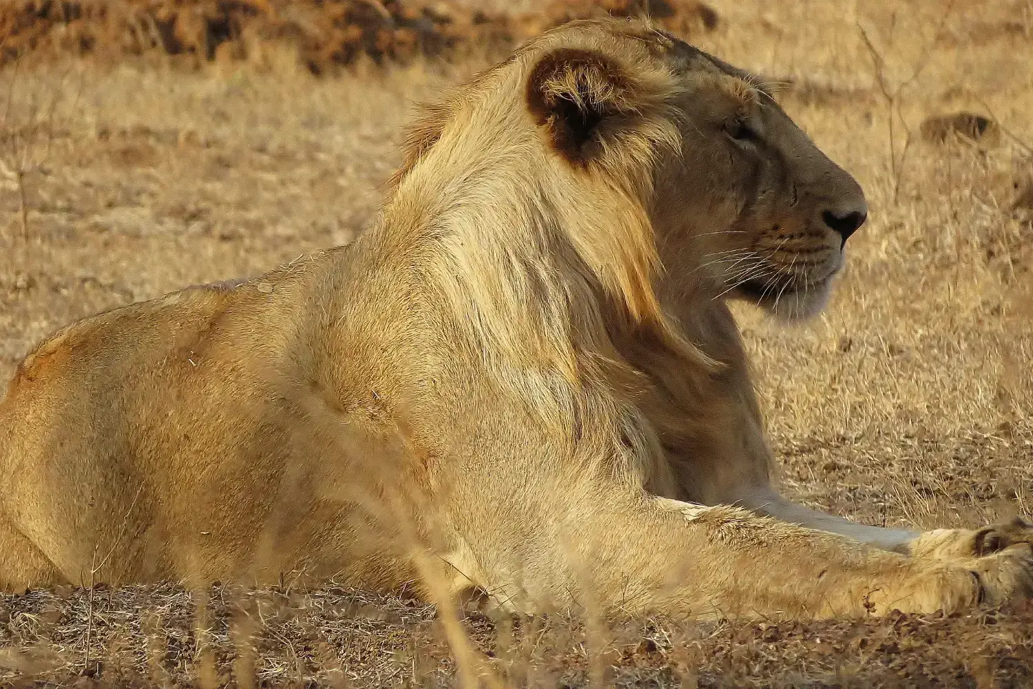 Gir National Park Gujarat