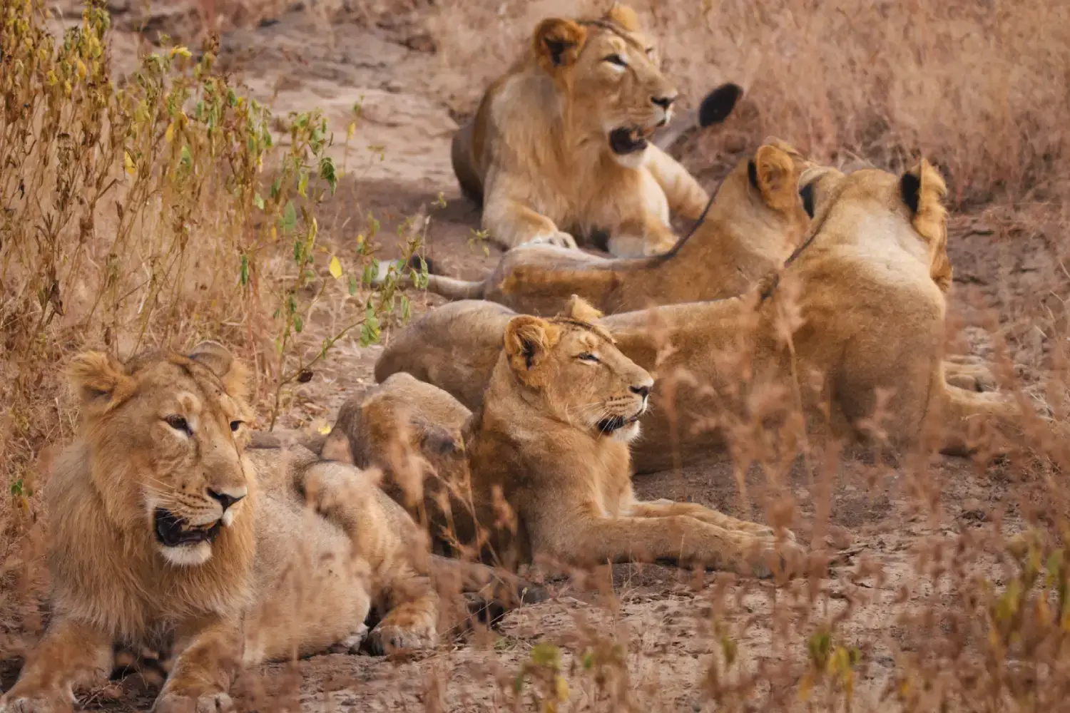 Gir National Park Conservation