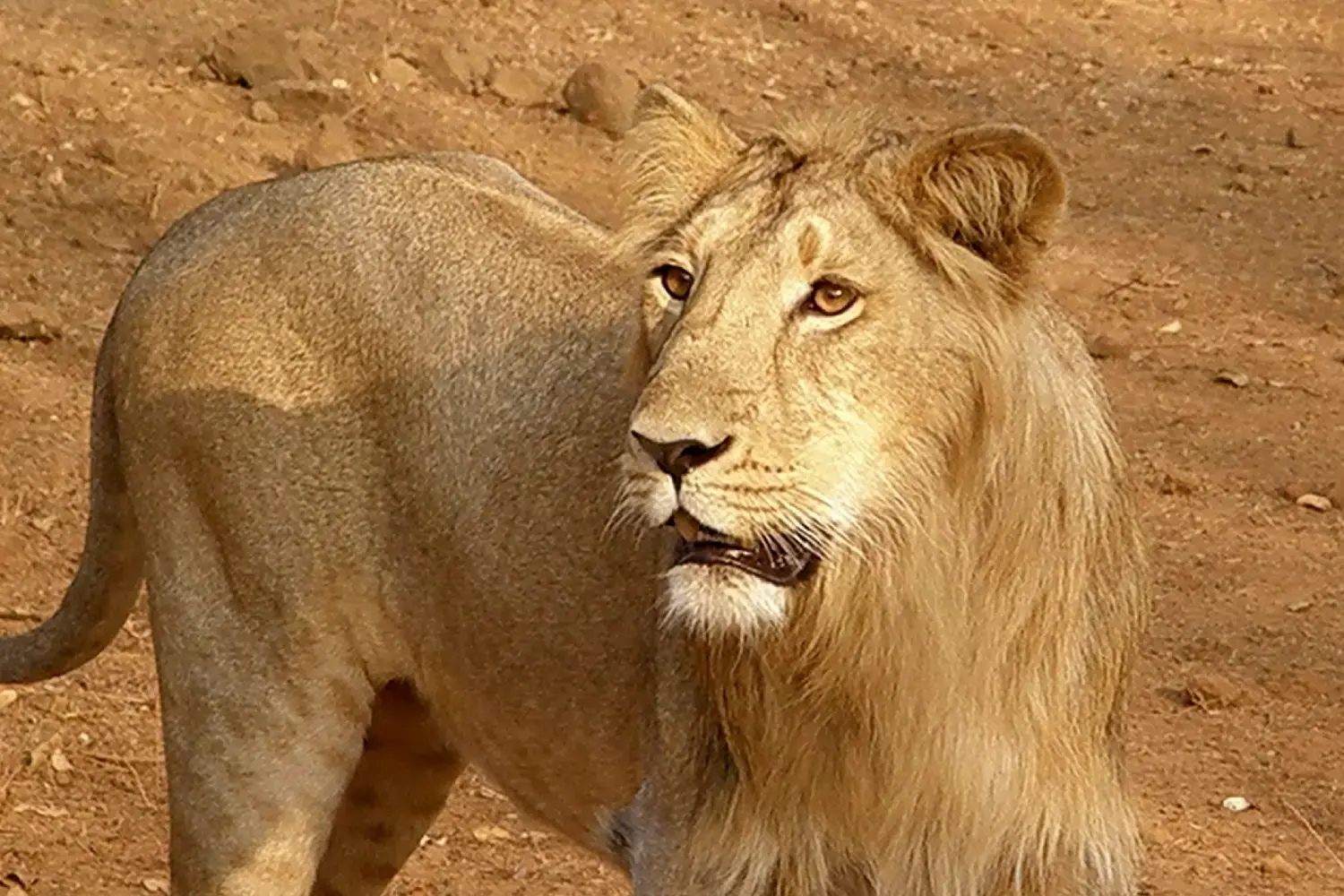 Sasan Gir National Park Gujarat