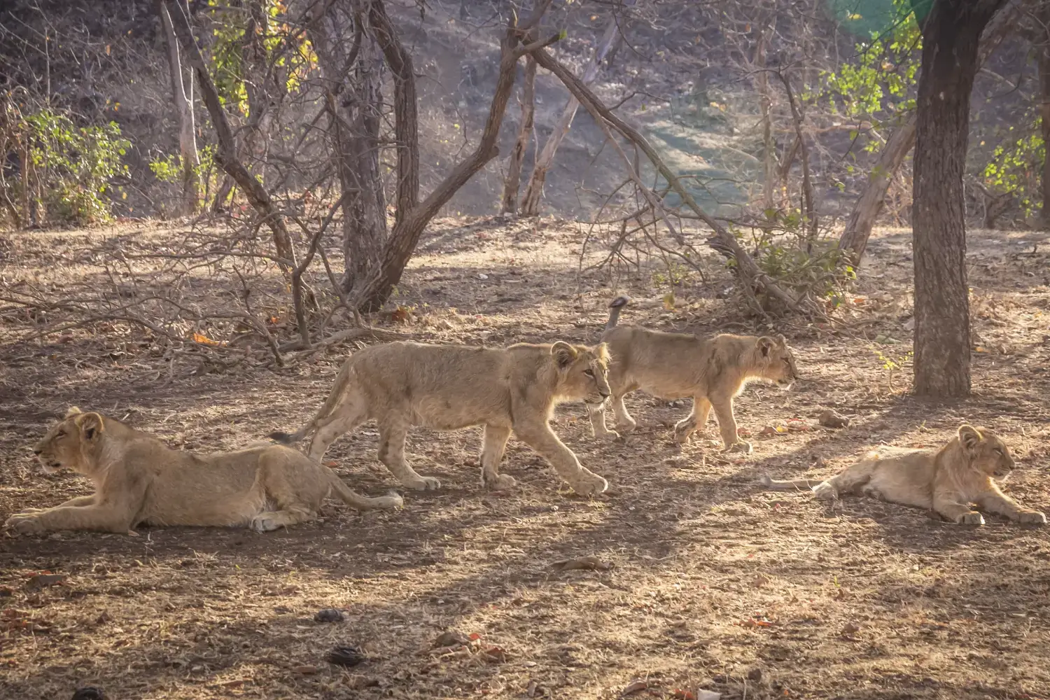 Gujarat Lion