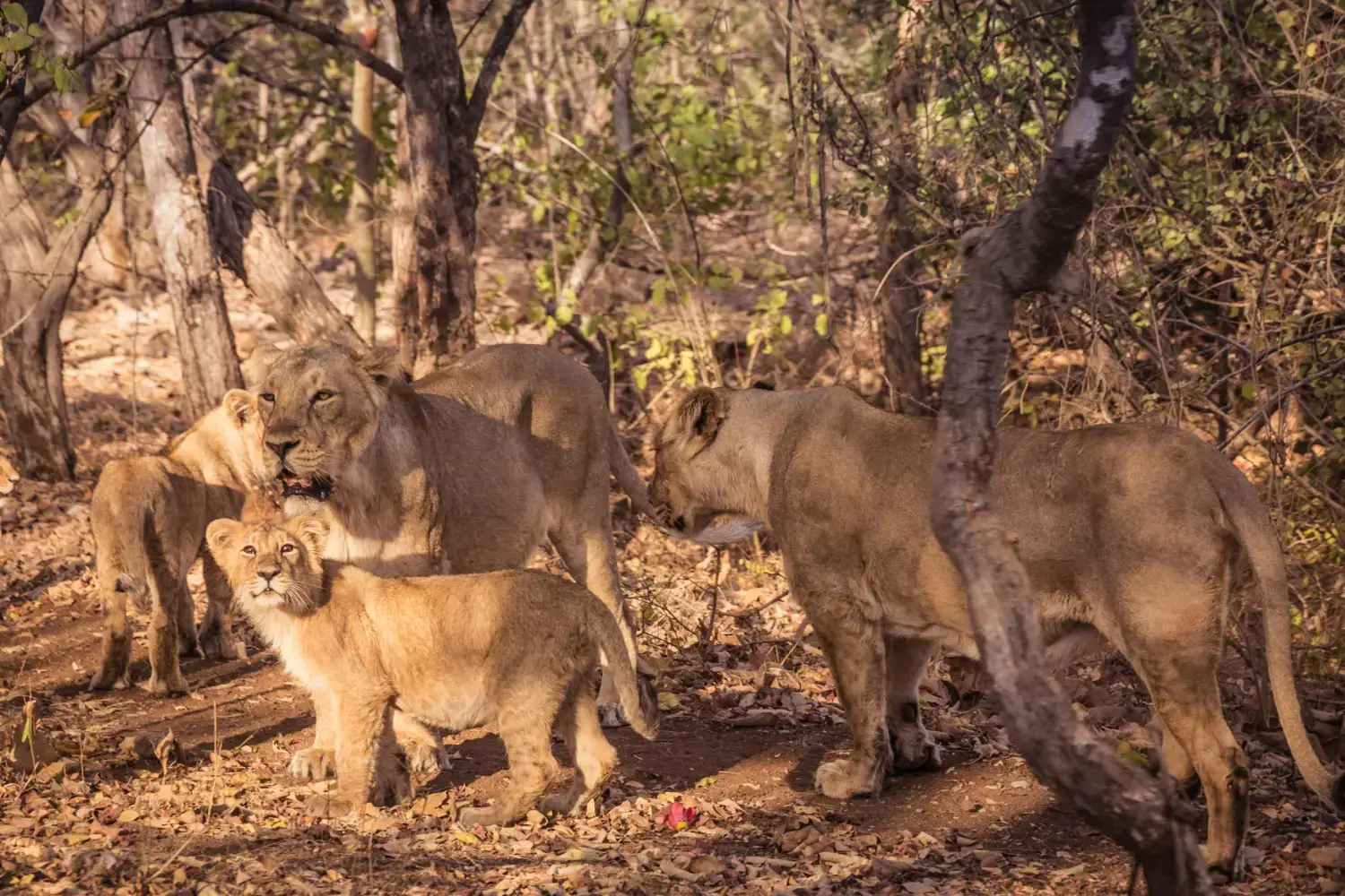 Gir National Park Gujarat