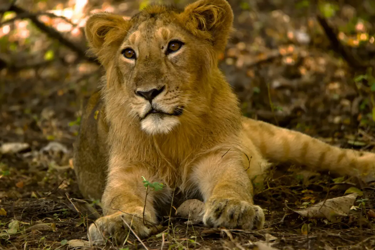 Gir National Park Gujarat