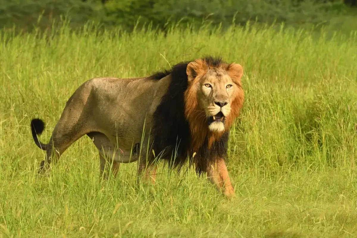 Asiatic Lion Gujarat