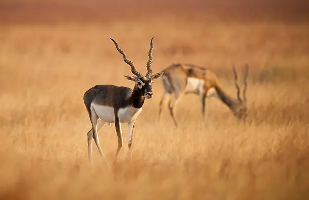 blackbuck national park image