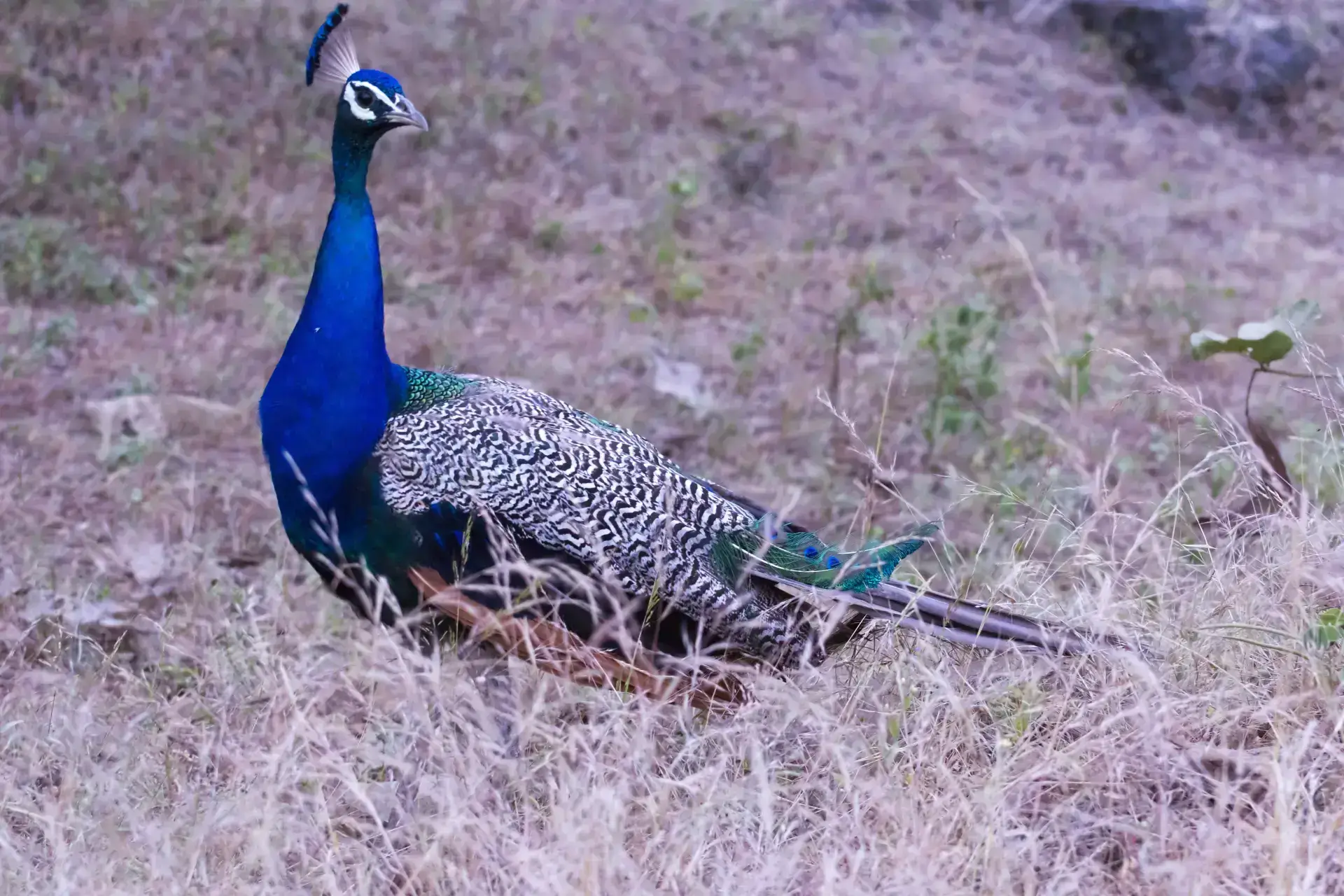 Bird Gir National Park