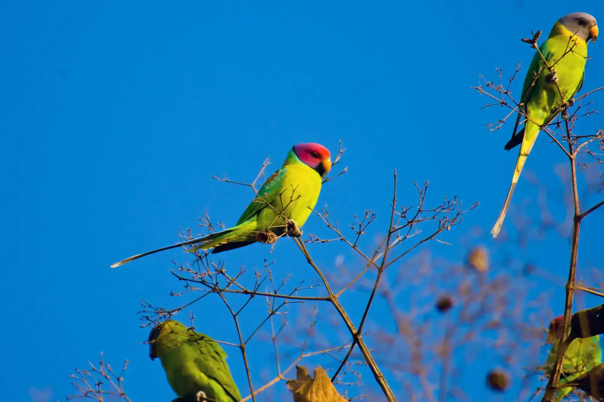 Birds in Gir National Park