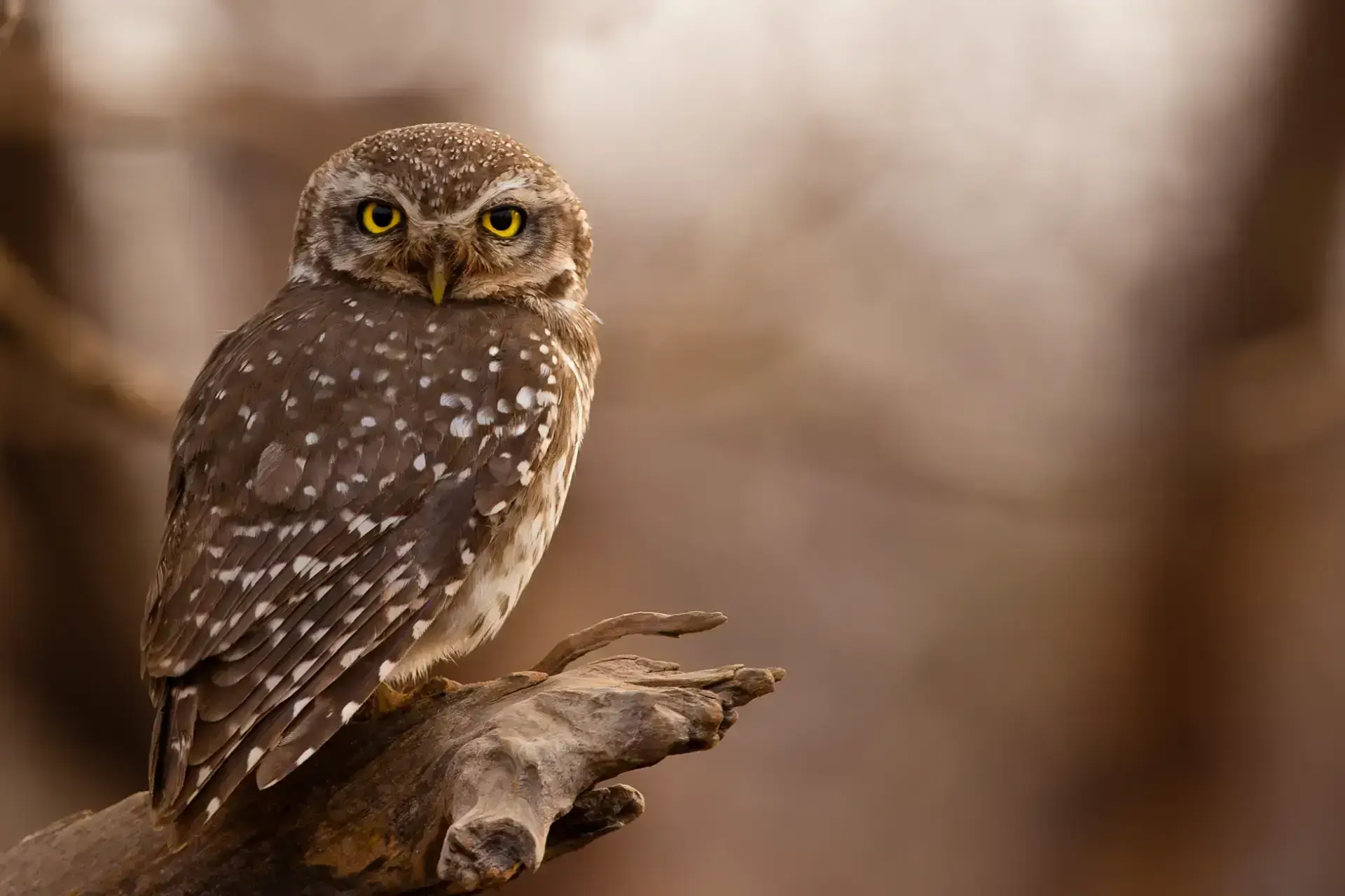 Bird Watching in Gir