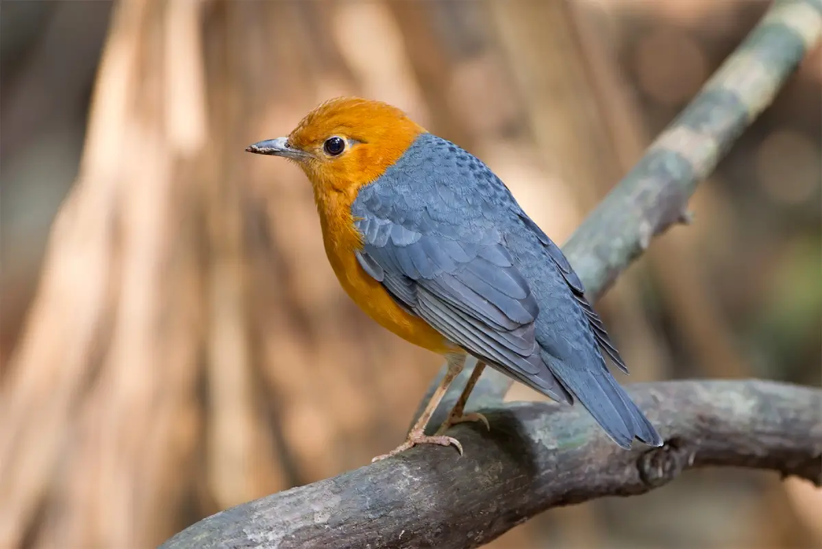 Birding in Gir National Park Gujarat