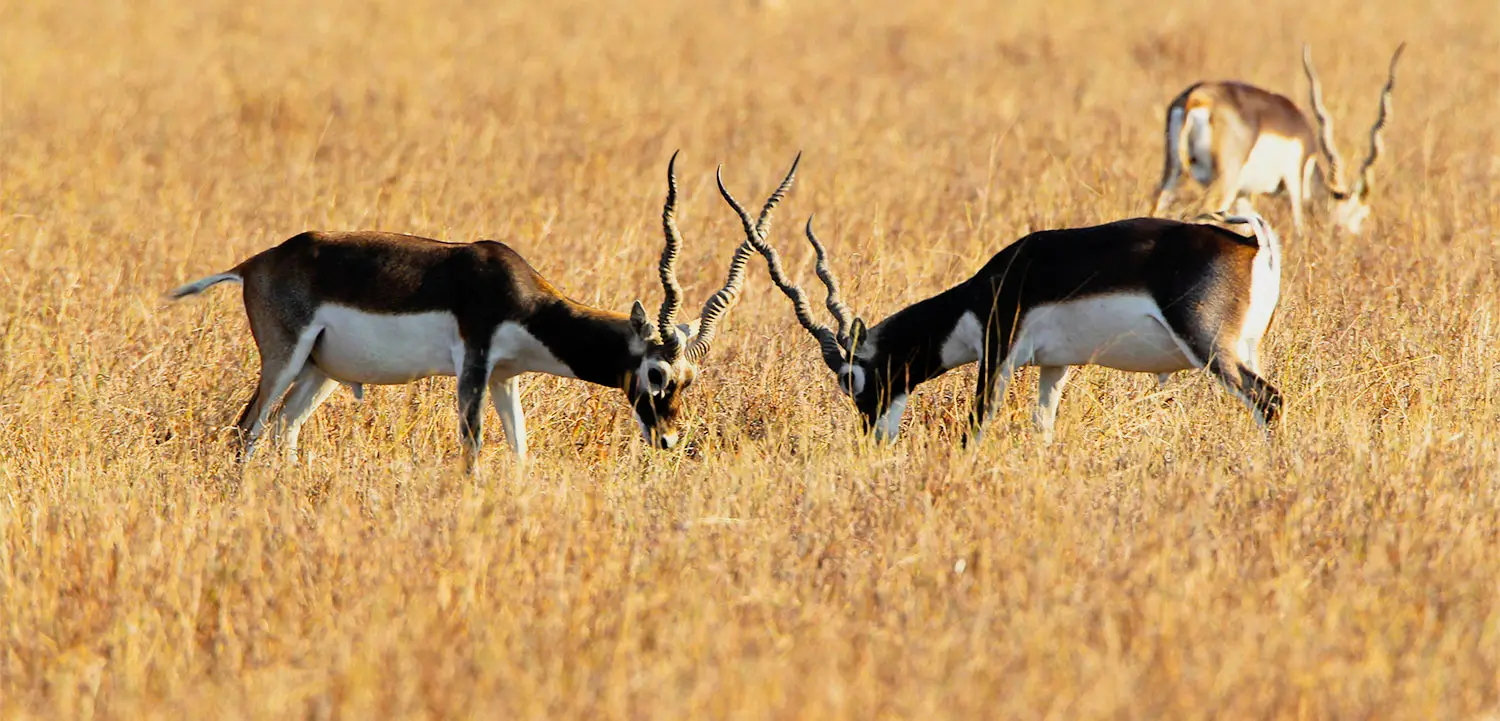 blackbuck national park image