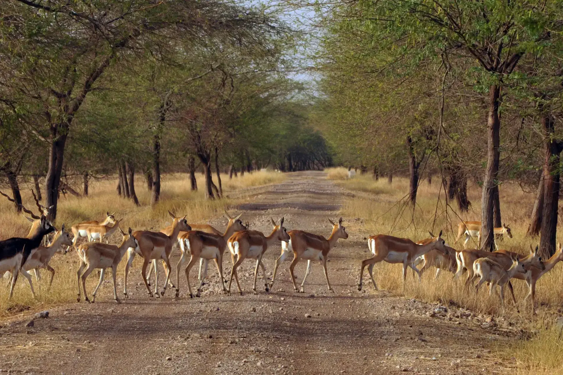 Blackbucks Gir National Park Gujarat