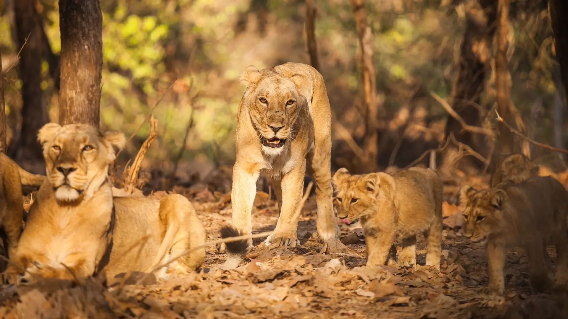 Devalia Safari Park Gujarat