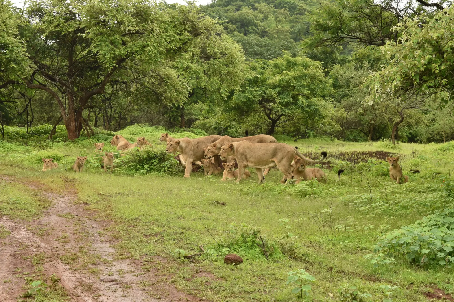 Majestic Gir National Park Tour