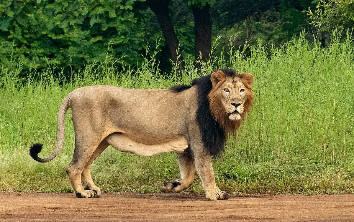 A Short Lion Safari in Gir