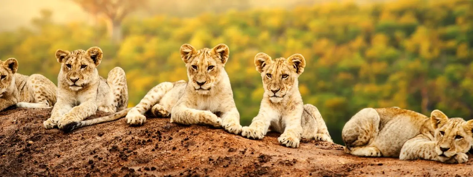 Fauna in Gir National Park