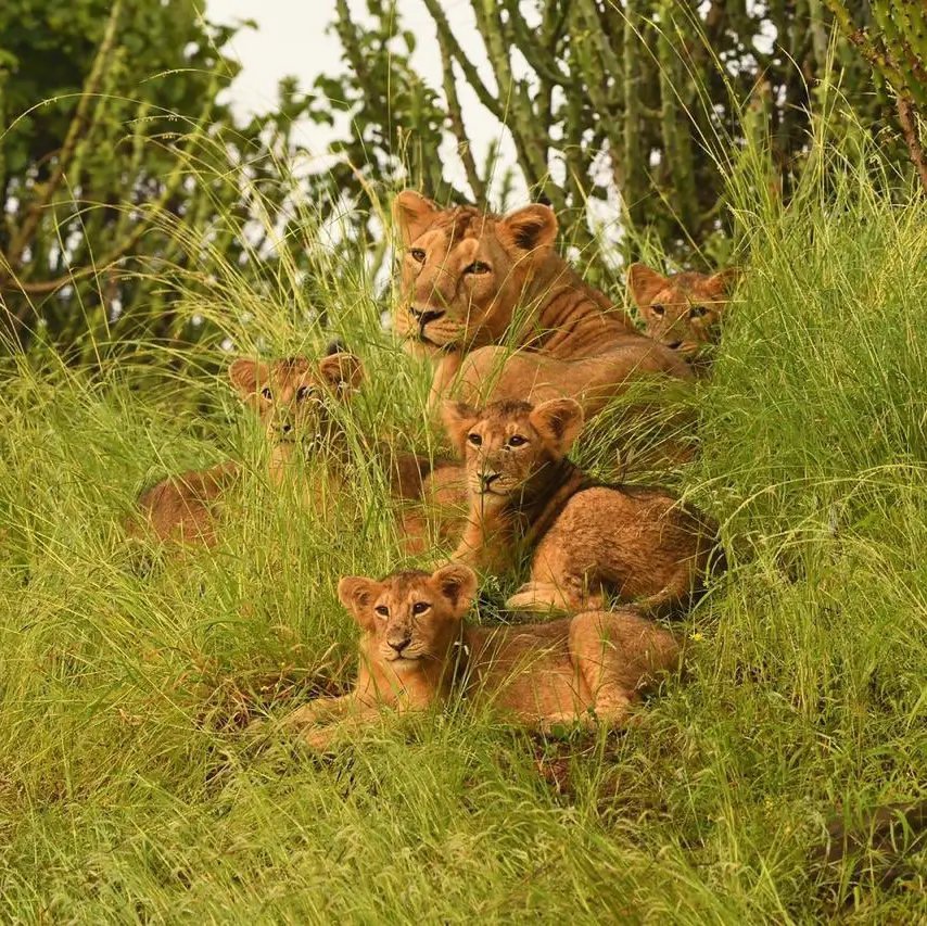 Fauna in Gir National Park Gujarat