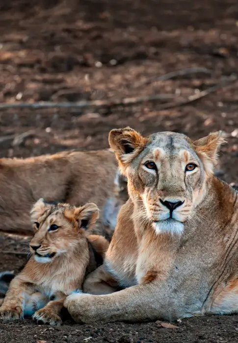 Fauna in Gir