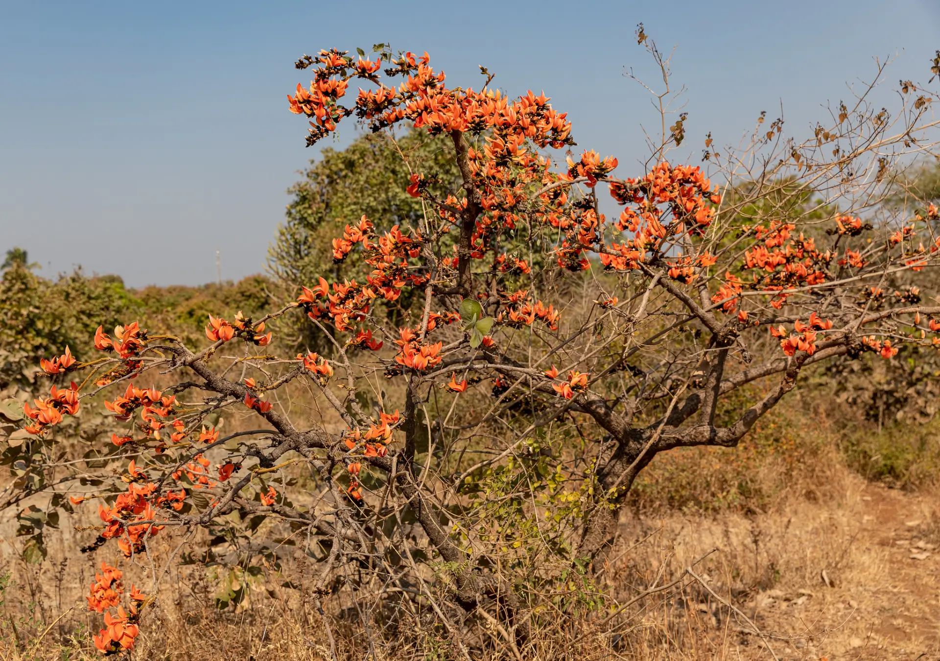 flora gir image