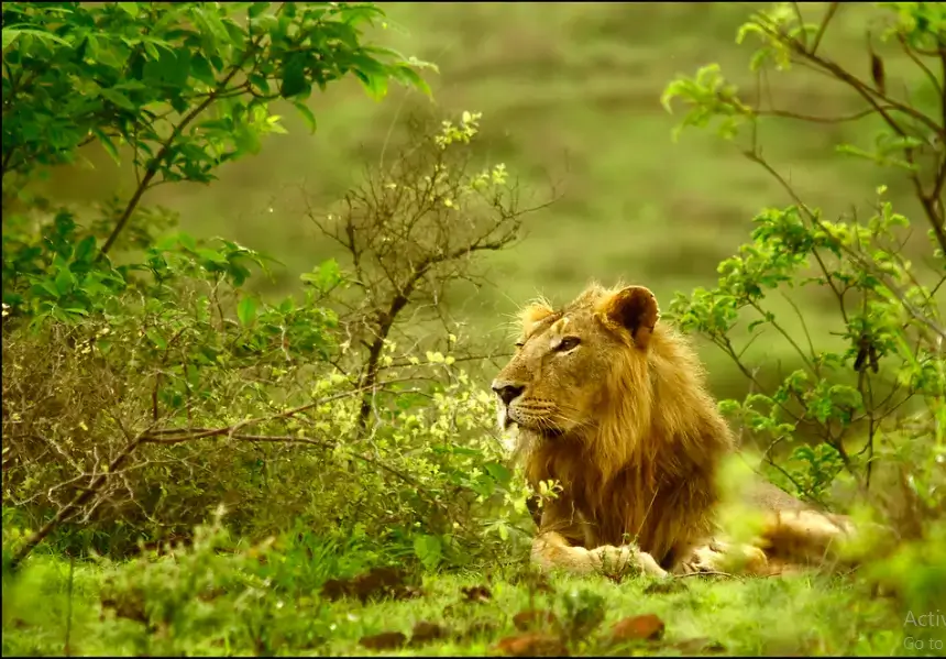 gir lion image