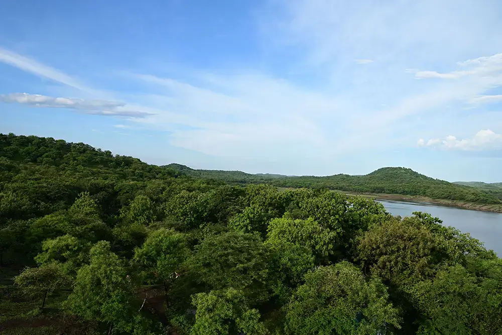 Flora in Gir Wildlife Sanctuary