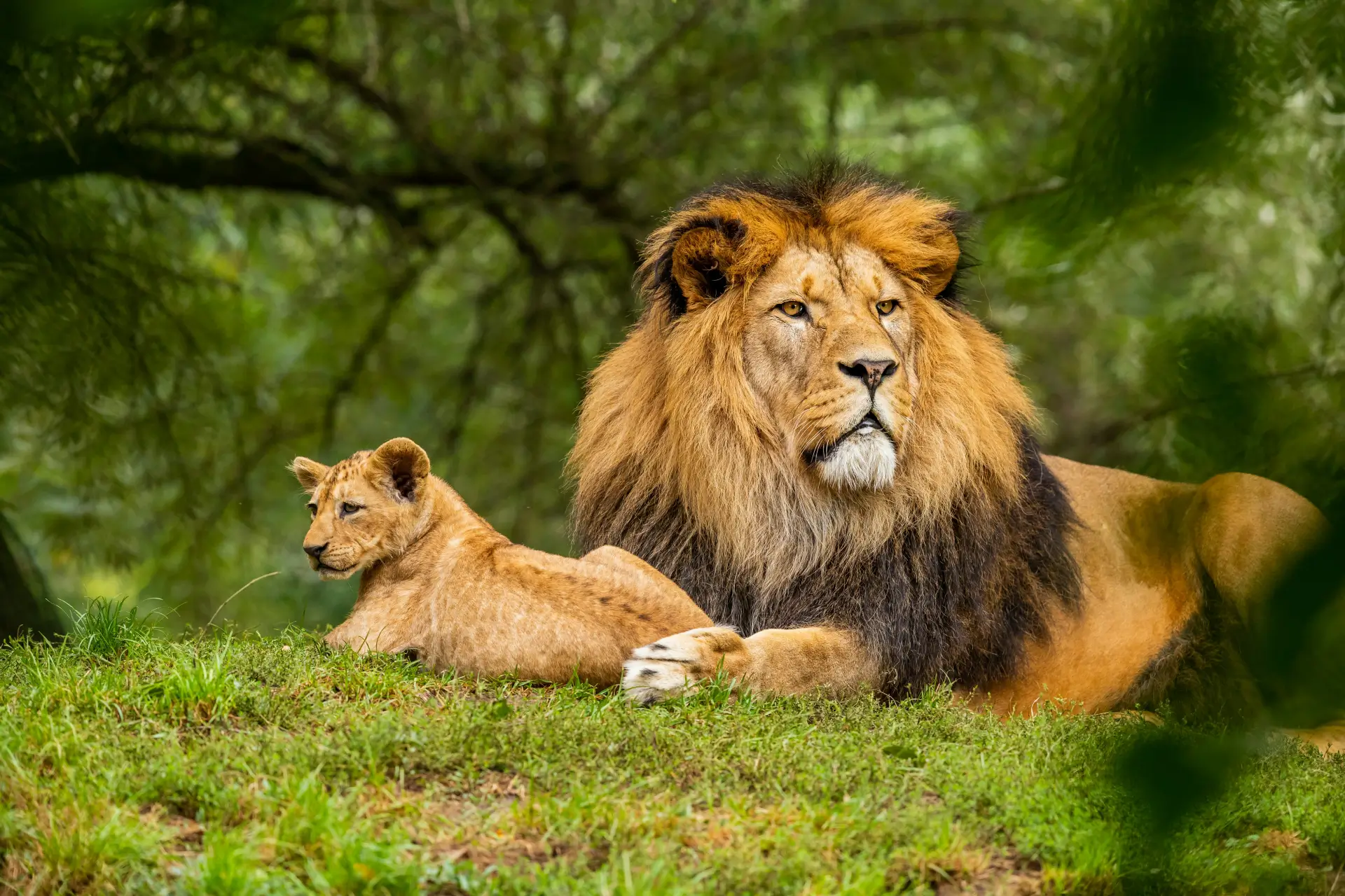 Gir National Park Forest