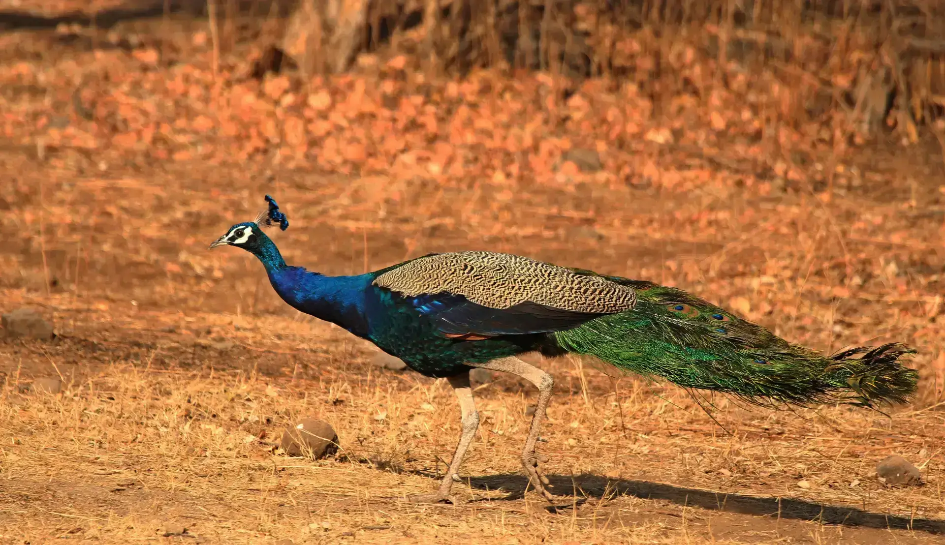 Birding in Gir National Park