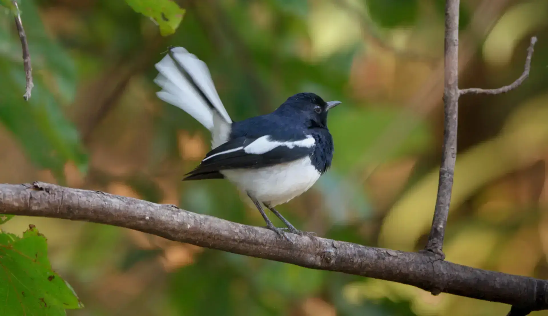 Bird Watching in Gir