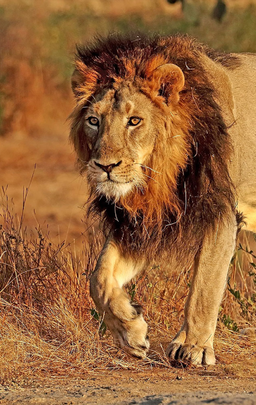 lion image