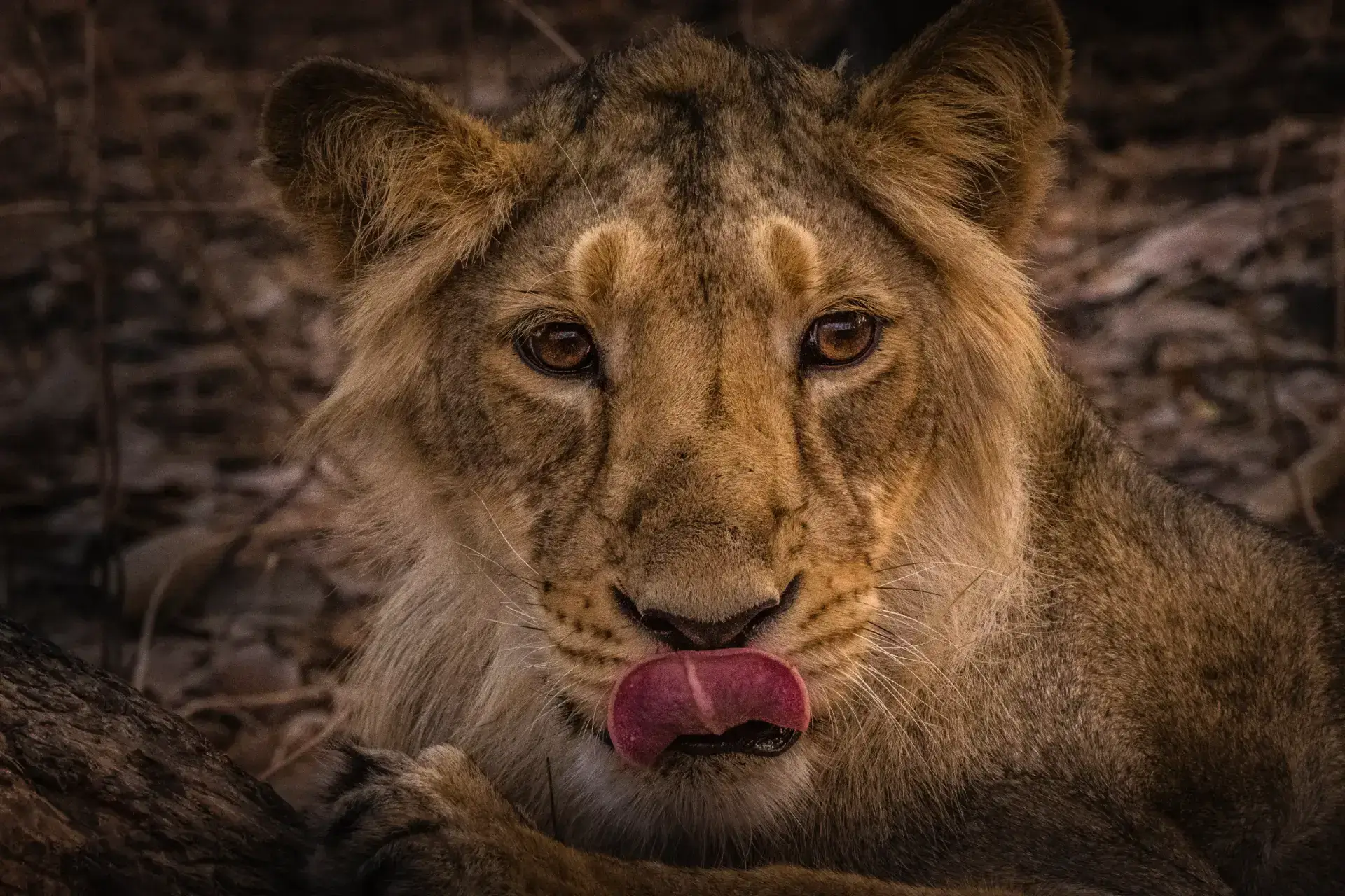 Gir National Park Safari Timings