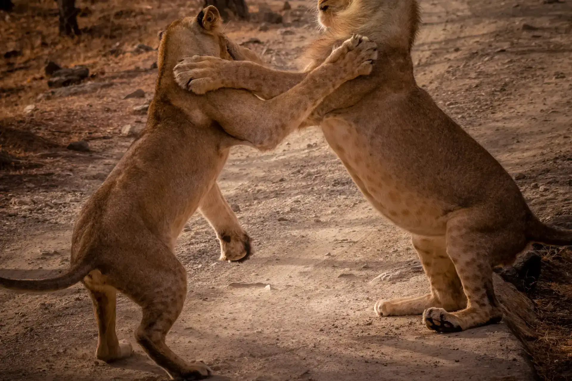 Gir National Park Jungle Safari