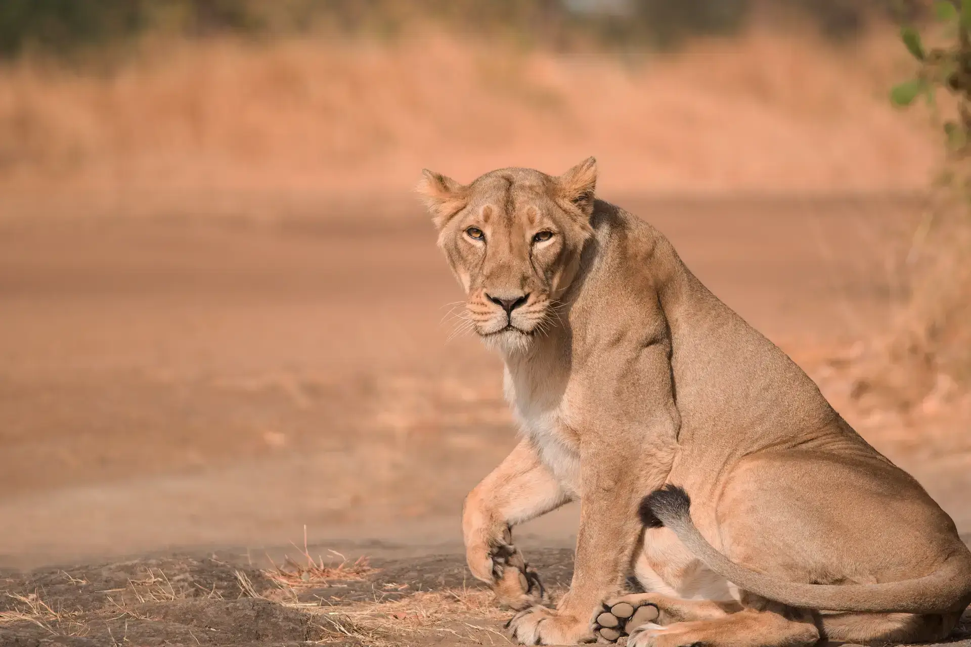 Gir National Park Safari Timing