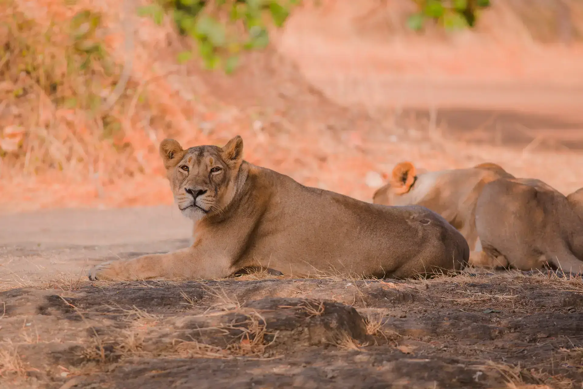 Gir National Park Safari Timing