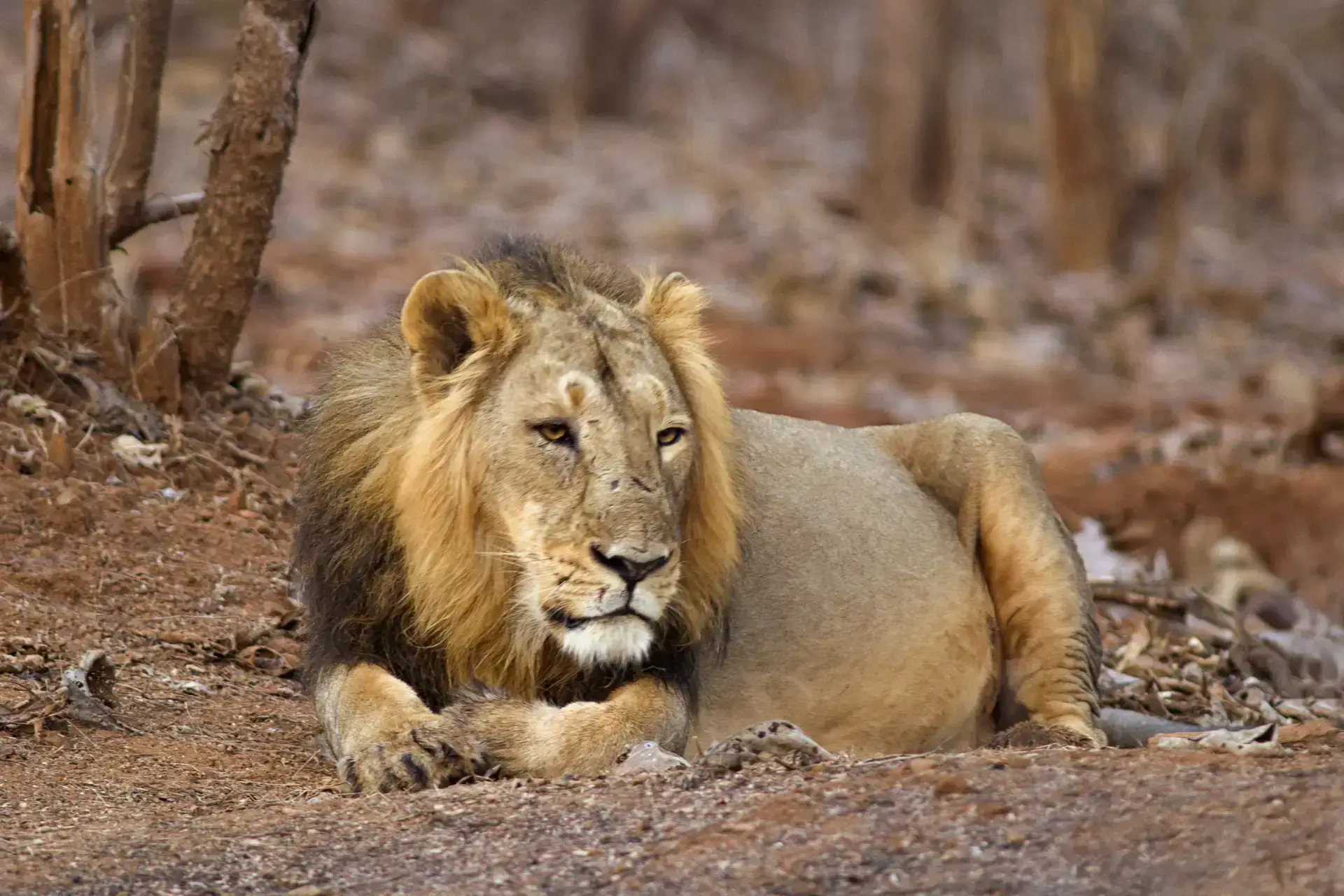 Gir National Park Tourism Gujarat