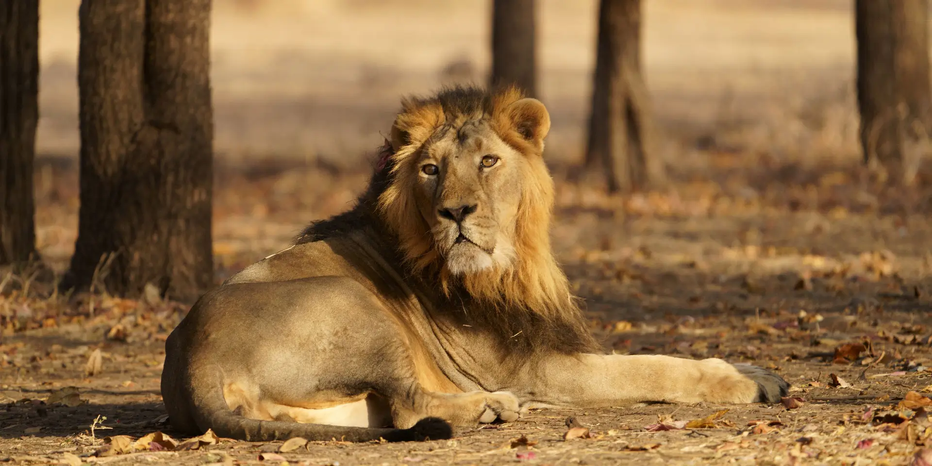 Gir National Park