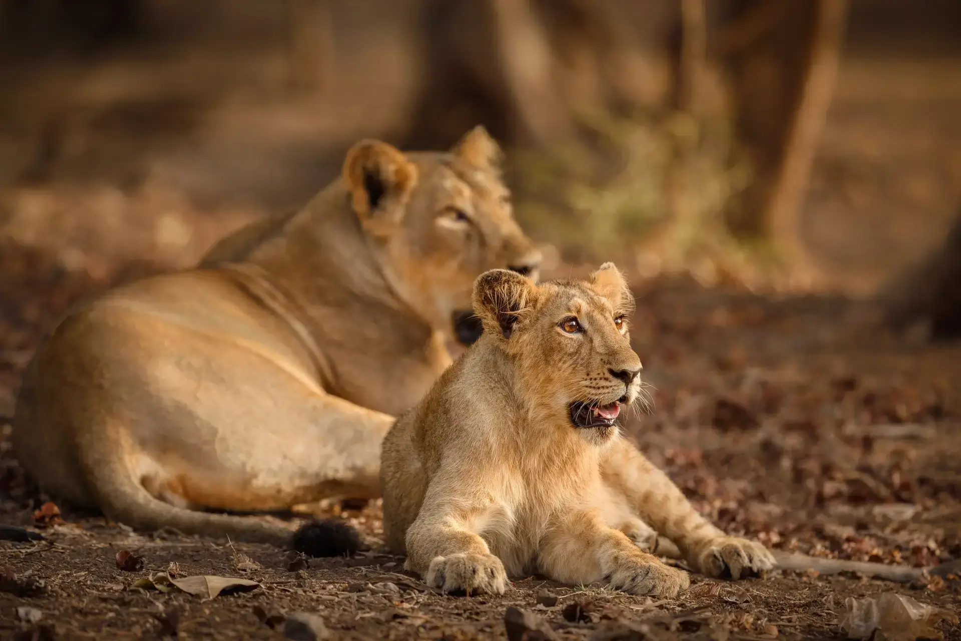 Gujarat Gir National Park Tour