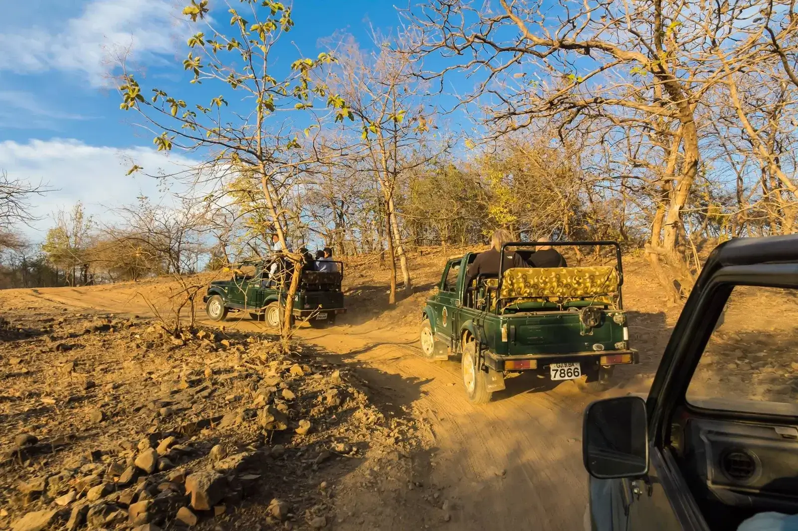 Wildlife Safari in Gir National Park