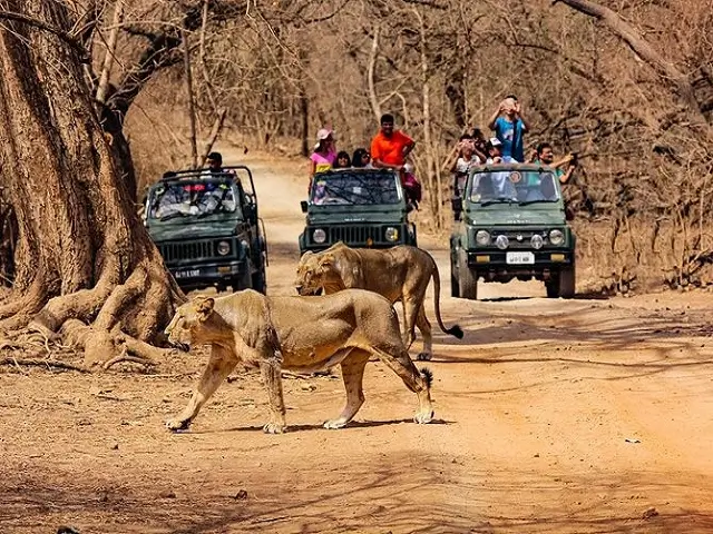 Gir National Park Safari