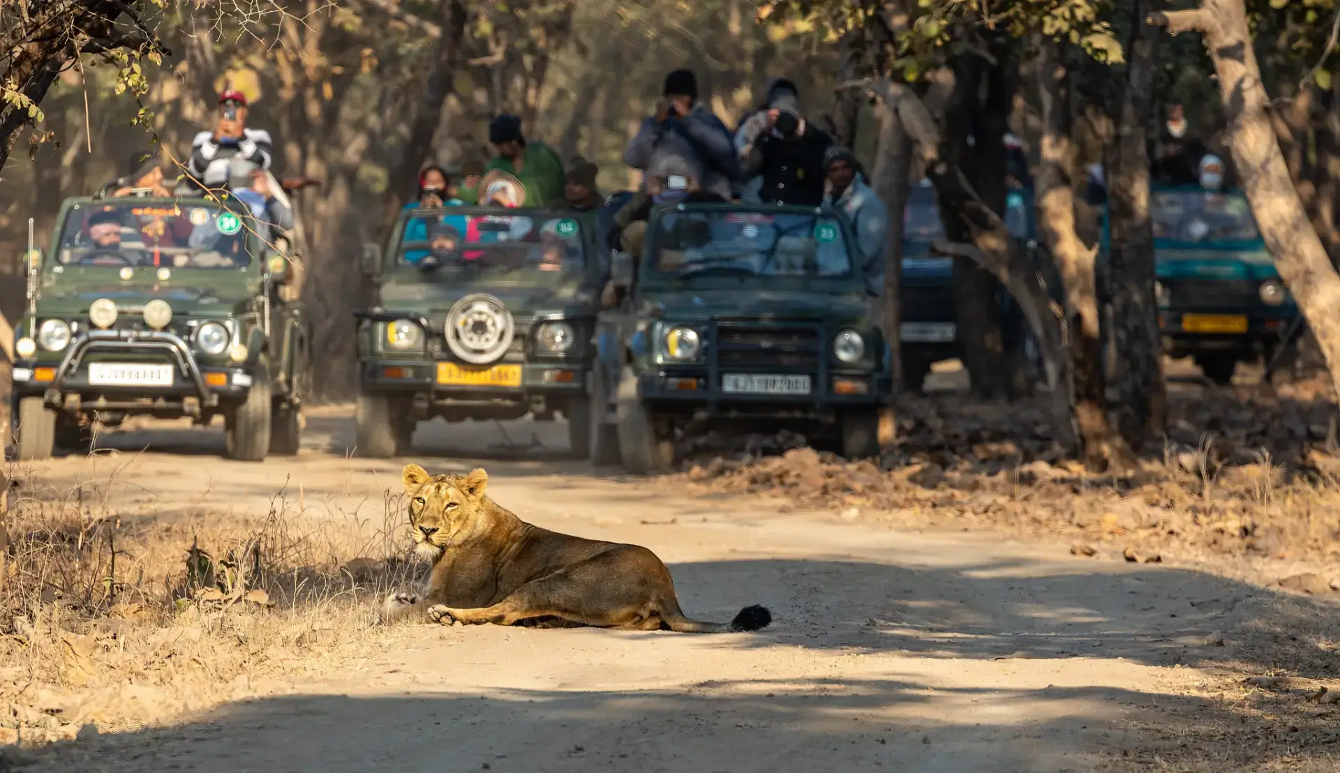 Sasan Gir National Park Safari