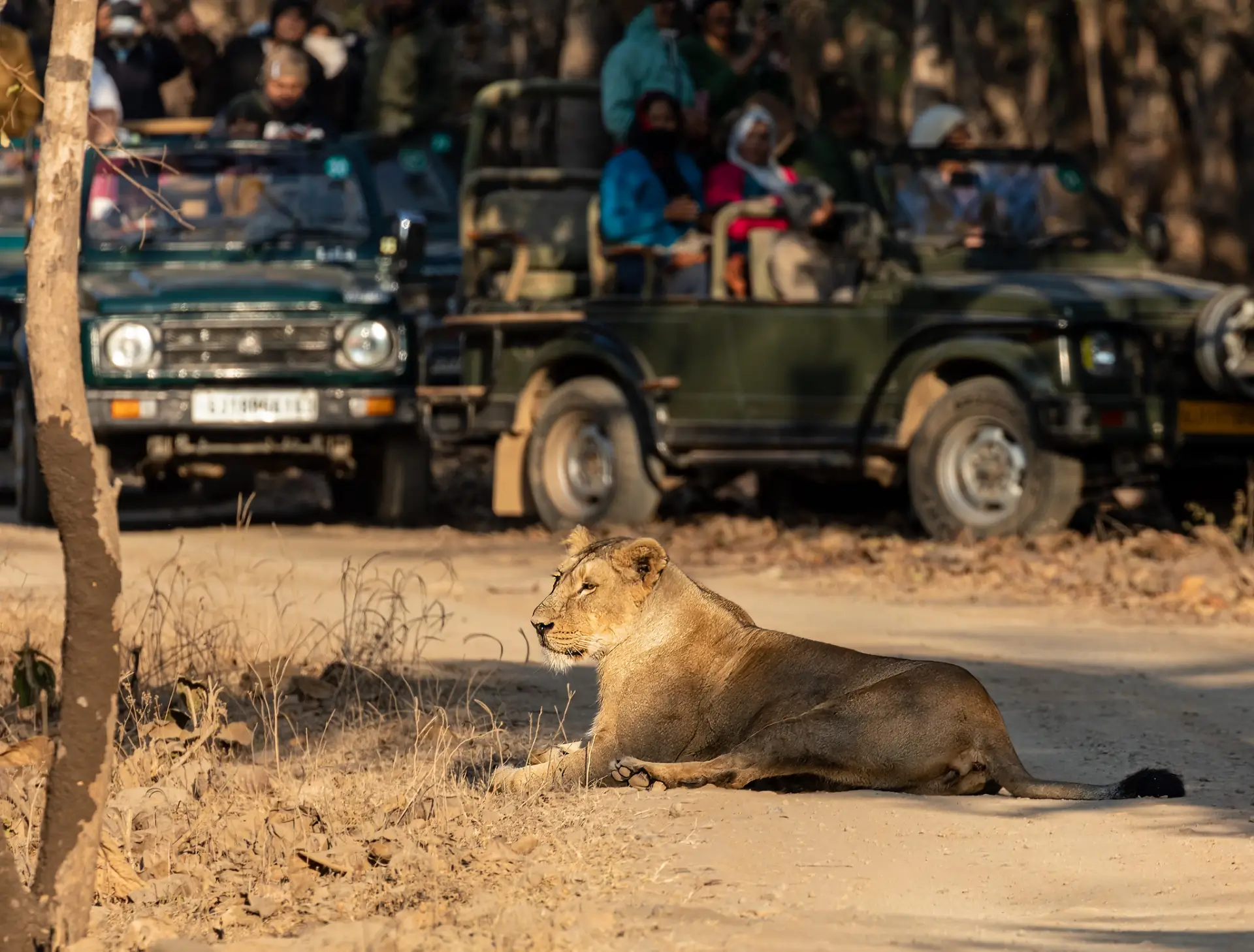 Gujarat Wildlife Safari Adventure