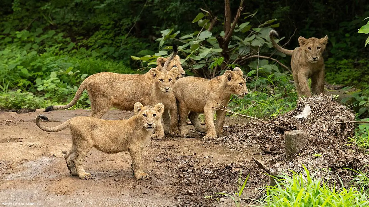 girnar-nature-safari image