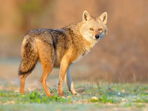 Golden Jackal