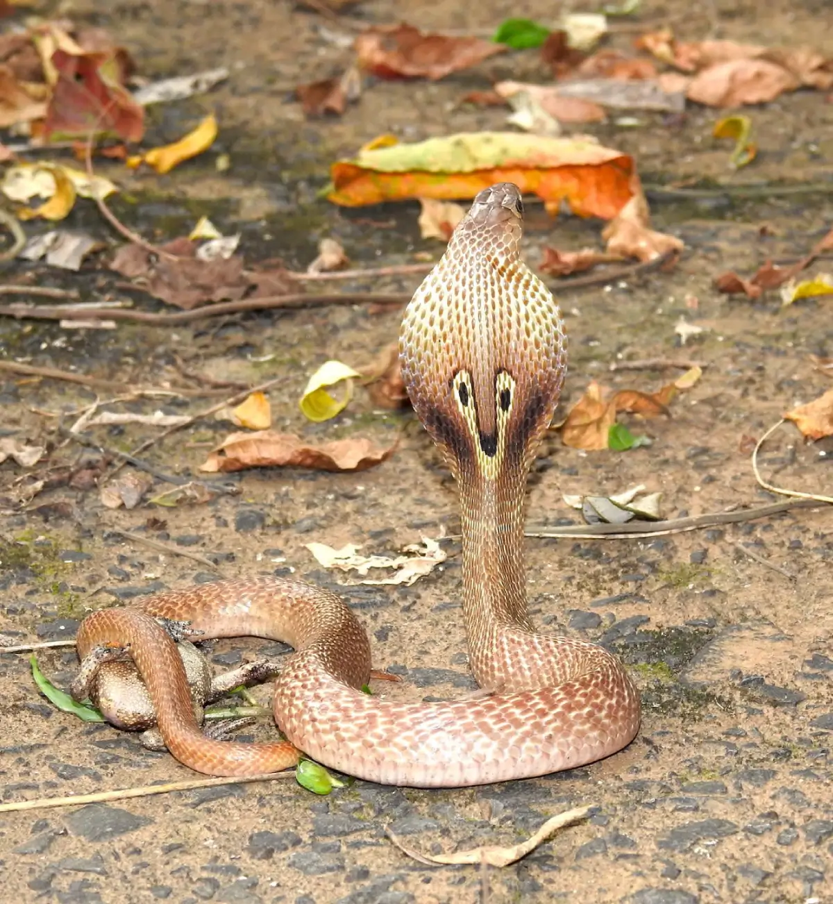 Indian Cobra