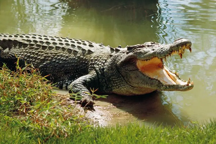 marsh-crocodile image