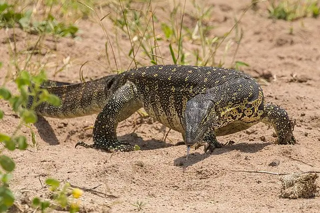 Reptile in Gir National Park Gujarat