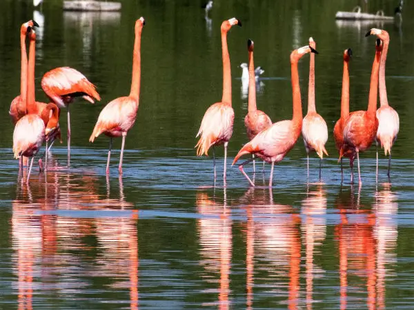 Nalsarovar Bird Sanctuary image