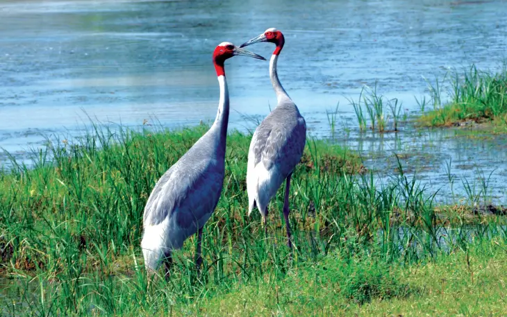 Nalsarovar Bird Sanctuary image