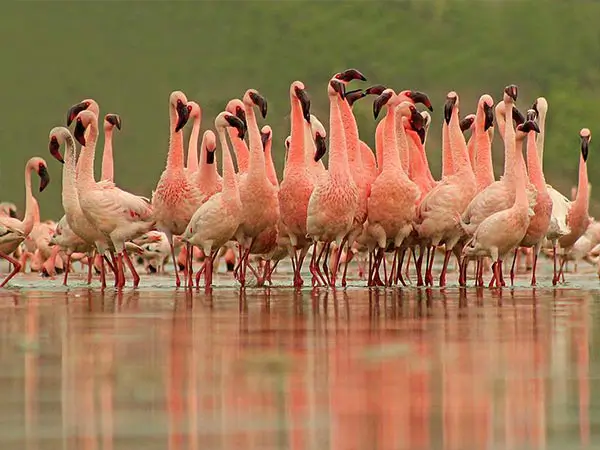 Porbandar Bird Sanctuary image